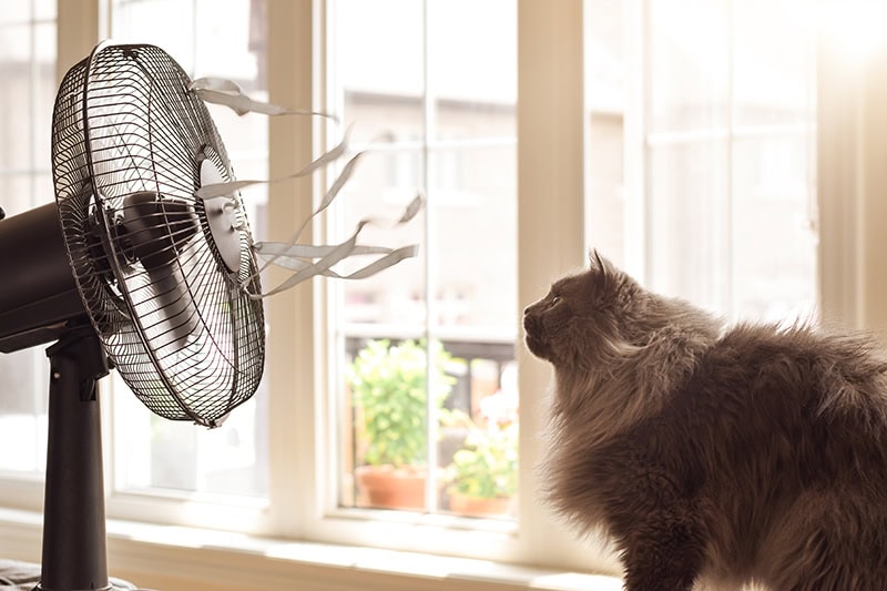 A cat in front of fan.